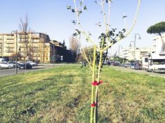 Mentana. Piantumazione di mille nuovi alberi: iniziati i lavori