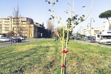 Mentana. Piantumazione di mille nuovi alberi: iniziati i lavori